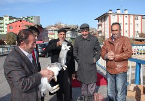 Hediyelik tavşanlara yoğun ilgi 